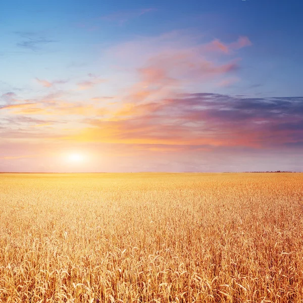 Cielo azul y campo de oro de trigo . —  Fotos de Stock