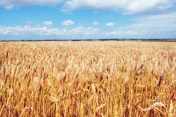 Blauwe lucht en gouden gebied van tarwe. — Stockfoto