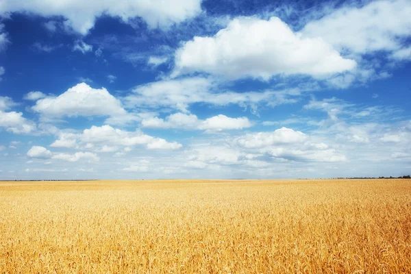 Louka pšenice za oblohou — Stock fotografie