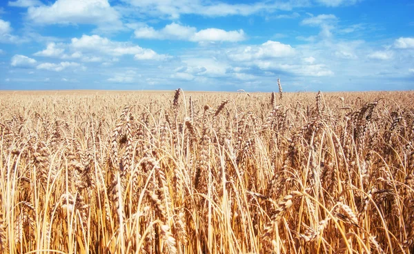 青い空と金色小麦畑. — ストック写真