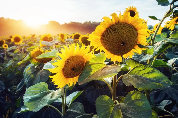 Zonnebloemen bij zonsondergang — Stockfoto