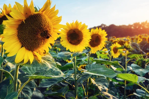 Een honingbij verzamelt nectar van een zonnebloem. — Stockfoto