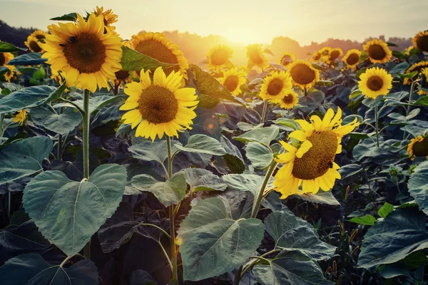 Zonnebloemen via de stralen van de zon — Stockfoto