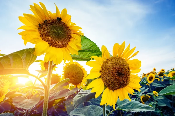 Zonnebloemen bij zonsondergang — Stockfoto