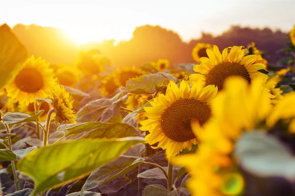 Zonnebloemen via de stralen van de zon — Stockfoto