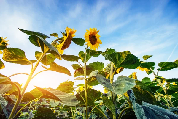 Zonnebloemen via de stralen van de zon — Stockfoto