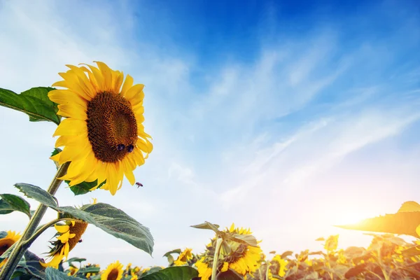 Zonnebloemen via de stralen van de zon — Stockfoto