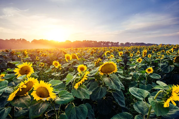 Zonnebloemen via de stralen van de zon — Stockfoto