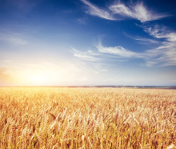 空の下草原小麦 — ストック写真