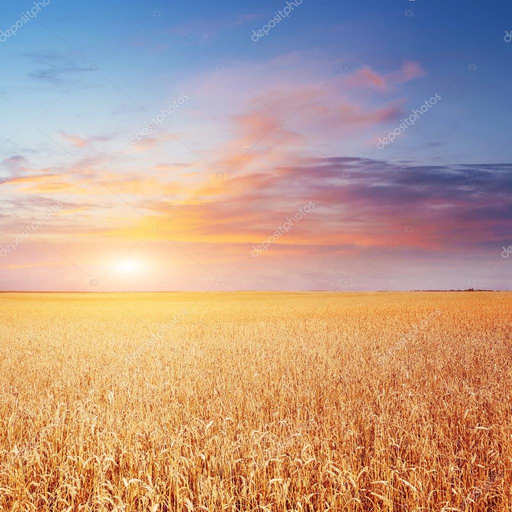 Blue Sky And Golden Field Of Wheat Stock Photo Image By C Myronstandret Blue Sky And Golden Field Of Wheat Stock Photo Image By C Myronstandret