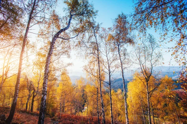 Lesní cesta na podzim. podzimní krajina. — Stock fotografie