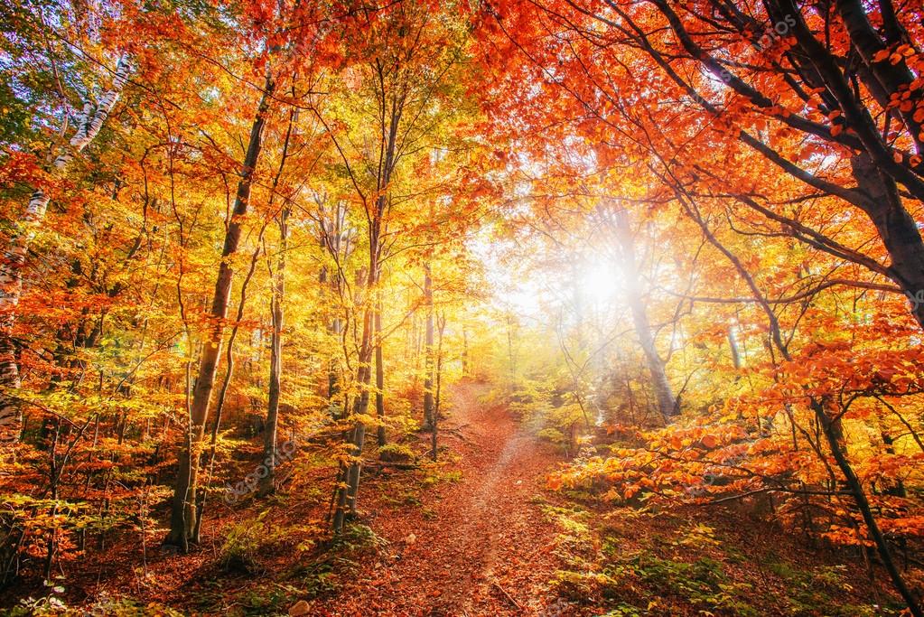 Foto: paisaje otoño | Calzada del bosque en el otoño ...