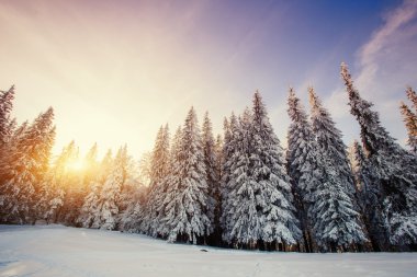 sihirli kış kar kaplı ağaç 