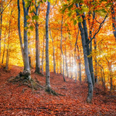 Huş ağacı orman sonbahar sezonu sırasında güneşli öğleden sonra
