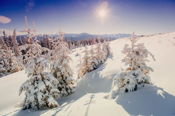 Árvore coberta de neve de inverno mágico. Cárpatos. Ucrânia, Europa — Fotografia de Stock