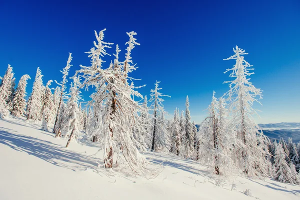 Magischer Winter schneebedeckter Baum — Stockfoto