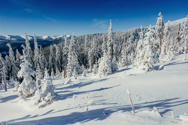 Vinter landskap träd i frost — Stockfoto