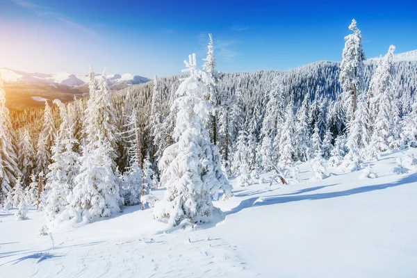 Arbres de paysage d'hiver dans le gel — Photo