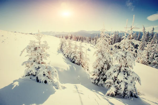 Magische winter sneeuw overdekte boom — Stockfoto