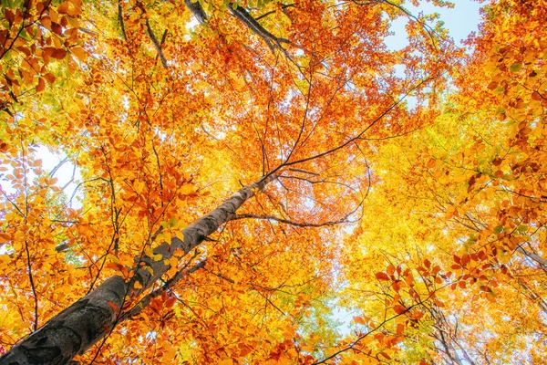 Berk bos in zonnige middag terwijl herfst seizoen — Stockfoto