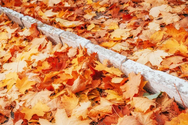 Sarı, turuncu ve kırmızı sonbahar yaprakları sonbaharda Park. — Stok fotoğraf