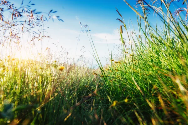 Kiefernwald — Stockfoto