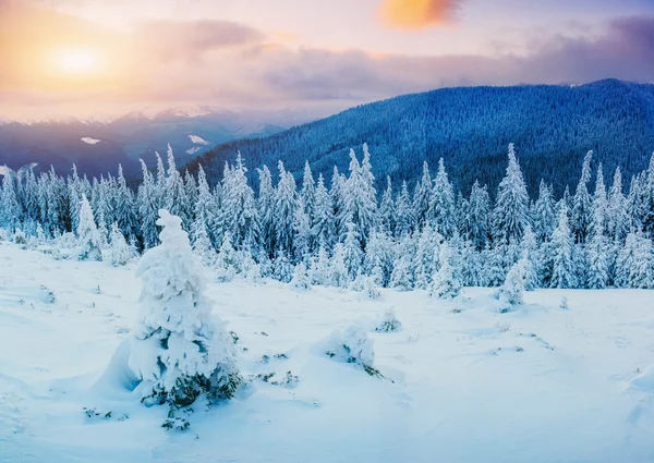 Árbol cubierto de nieve mágico invierno —  Fotos de Stock