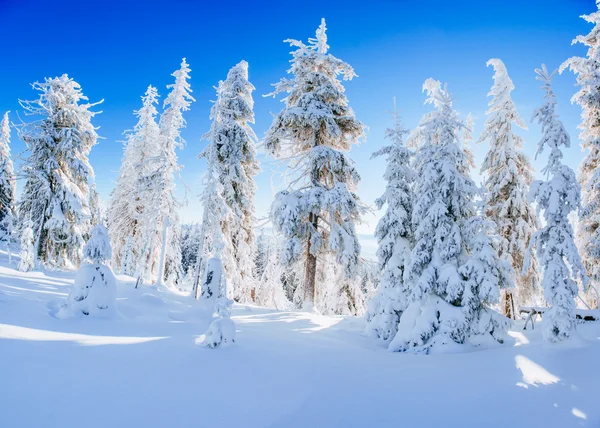 Magische winter sneeuw overdekte boom — Stockfoto