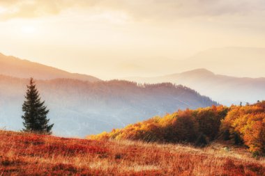 Huş ağacı orman sonbahar sezonu sırasında güneşli öğleden sonra 