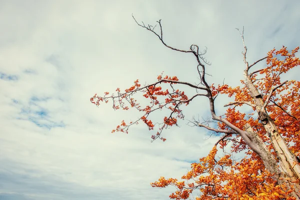 Huş ağacı orman sonbahar sezonu sırasında güneşli öğleden sonra — Stok fotoğraf