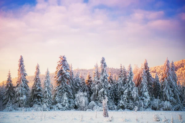 Árboles de paisaje de invierno en iniyi — Foto de Stock