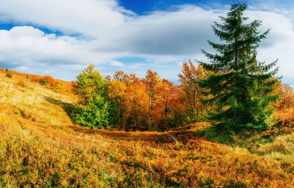 Březový les ve slunné odpoledne, zatímco podzimní sezóny — Stock fotografie