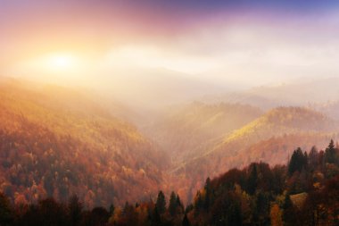 Huş ağacı orman sonbahar sezonu sırasında güneşli öğleden sonra 