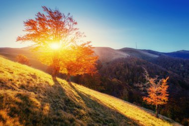 orman yolu Güz. sonbahar manzara. 