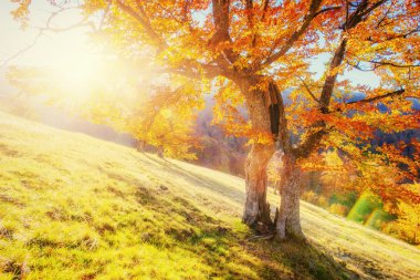 Karpatlar Rock massif.