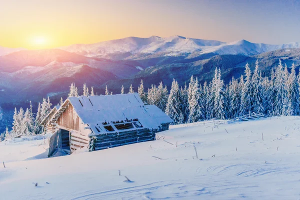 Roj včel létat do úlu. Karpaty. Ukrajina, Evropa — Stock fotografie