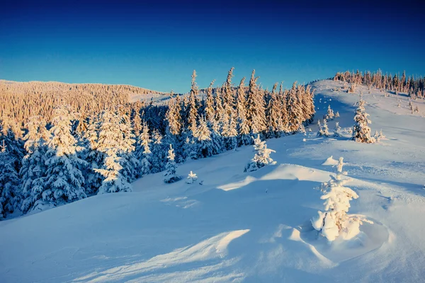 Zwerm bijen vliegen naar de Bijenkorf. Karpaten. Oekraïne, Europa — Stockfoto