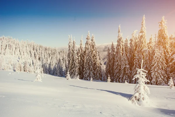 Fantastico paesaggio invernale nelle montagne dell'Ucraina — Foto Stock