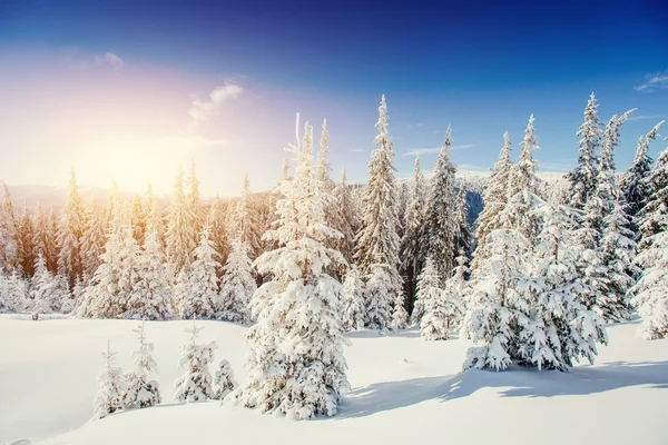 Paysage hivernal fantastique dans les montagnes de l'Ukraine — Photo