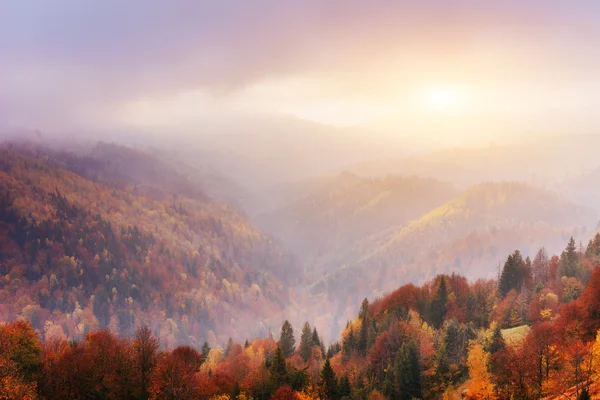 Berk bos in zonnige middag terwijl herfst seizoen — Stockfoto