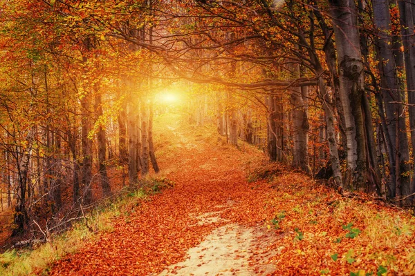 秋の路地。カルパティア山脈。ウクライナ, ヨーロッパ — ストック写真