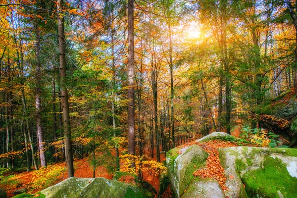 Leśne drogi jesienią. jesień krajobraz. — Zdjęcie stockowe
