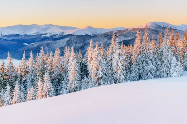 Inverno mágico neve árvore coberta — Fotografia de Stock