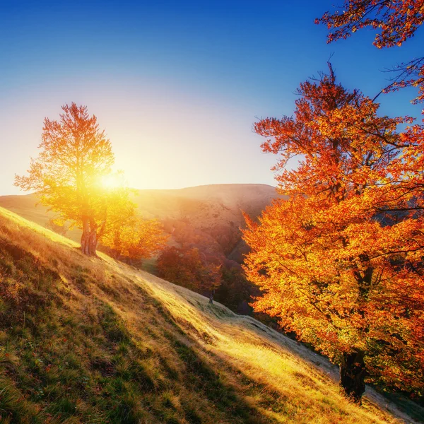秋の林道。秋の風景. — ストック写真