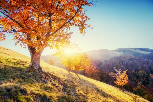 Bos weg in de herfst. herfst landschap. — Stockfoto