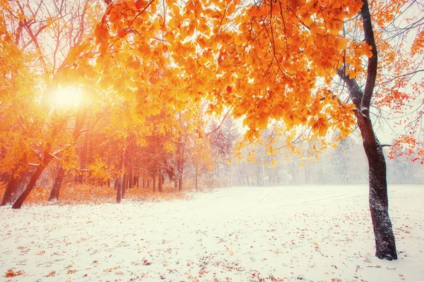 Ea ağaçlarda sonbahar yaprakları ile güneş ışığı tatili — Stok fotoğraf