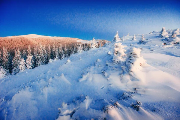 Árbol cubierto de nieve mágico invierno — Foto de Stock