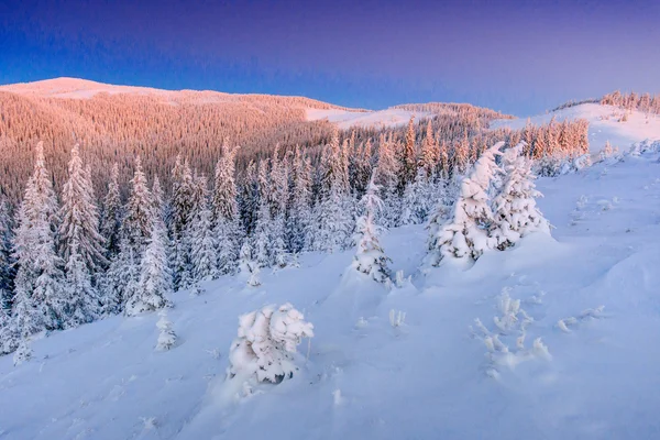 Magischer Winter schneebedeckter Baum — Stockfoto