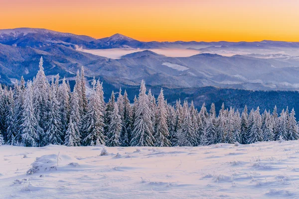 Magische winter sneeuw overdekte boom — Stockfoto