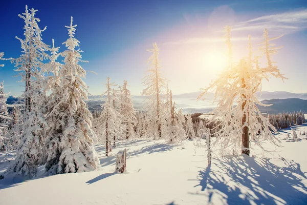 Magische winter sneeuw overdekte boom — Stockfoto